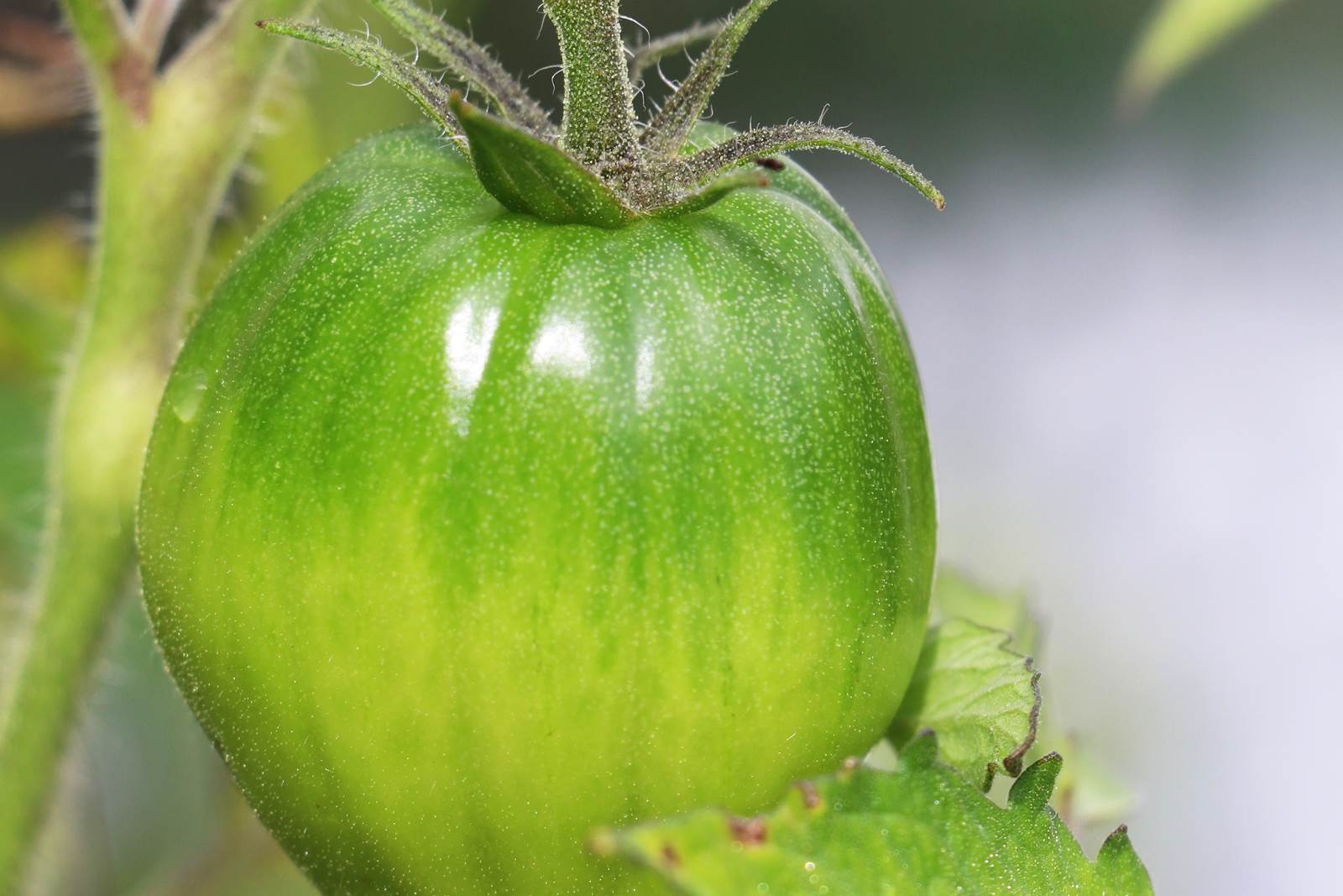 Tomate jardinage octobre