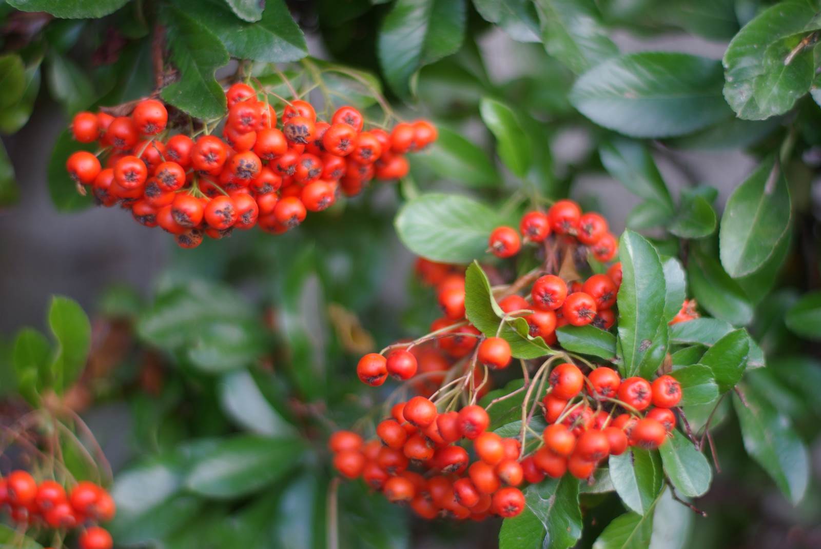 Baies jardinage octobre
