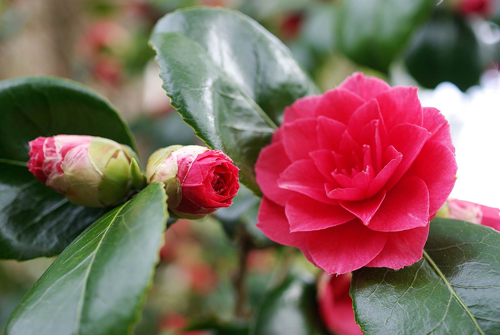 Camélia jardinage octobre