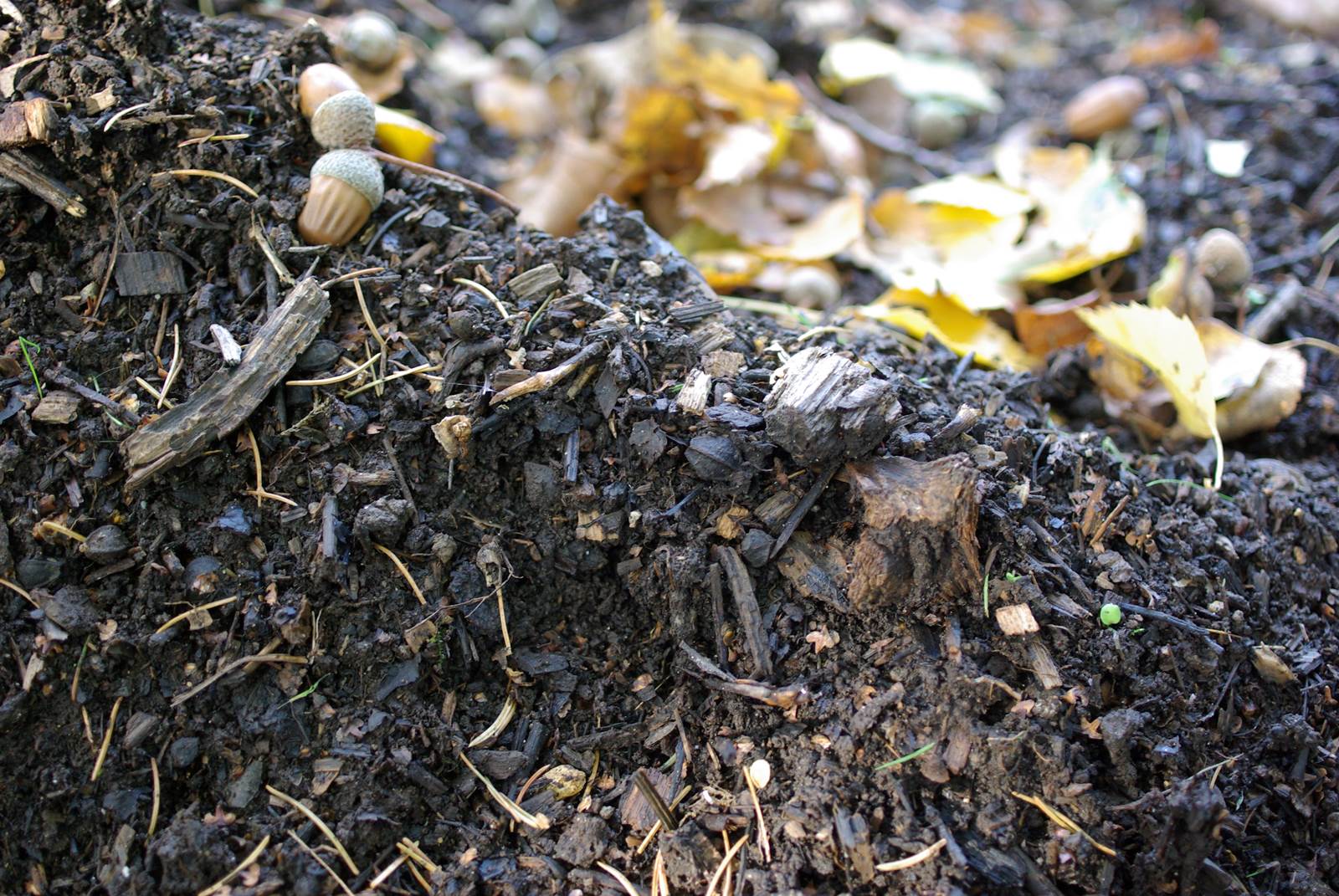 Compost jardinage octobre