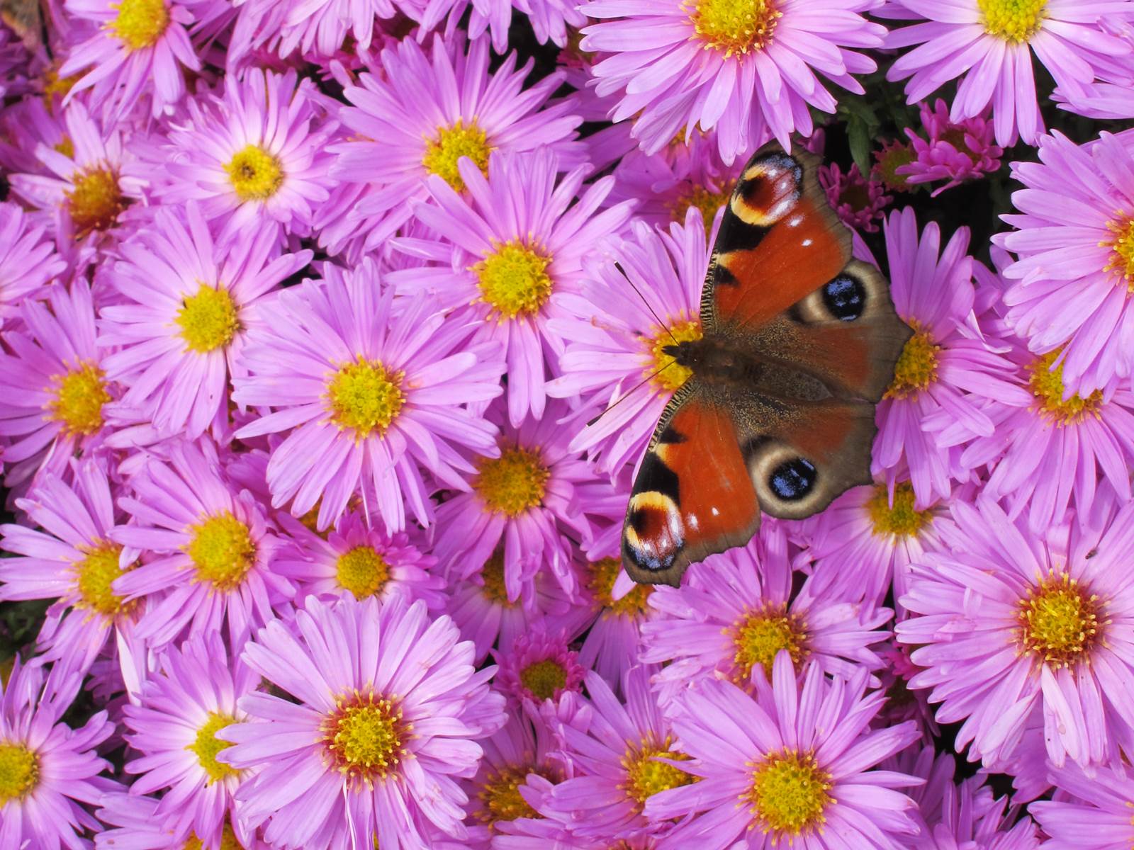 Aster jardinage octobre