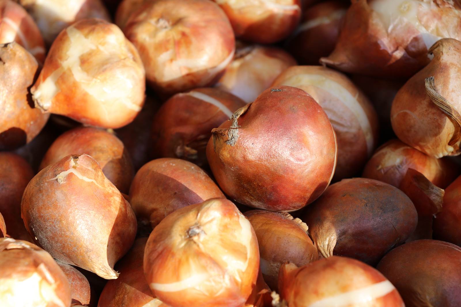 Bulbes jardinage octobre