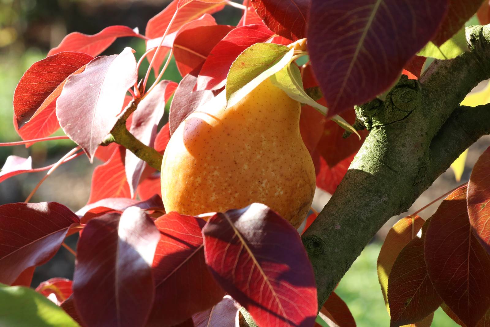 Fruits almanach octobre