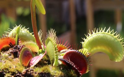 Des plantes carnivores chez soi