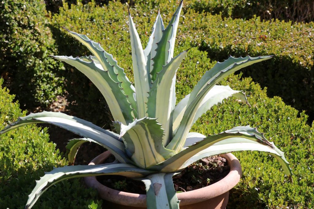 Jardin de William Christie