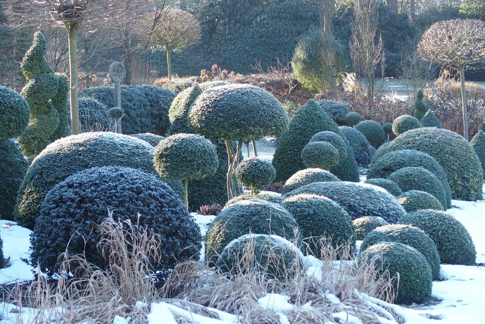 Manant Le Vieux Manant, jeux de topiaires - La terre est un jardin