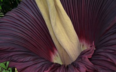 L&rsquo;Arum titan, la plus grande fleur du monde