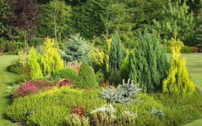 Les conifères, stop ou encore?