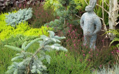 Conifères nains, pour rocailles et jardinières