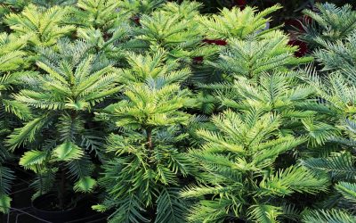 Le pin Wollemi, un dinosaure végétal en danger