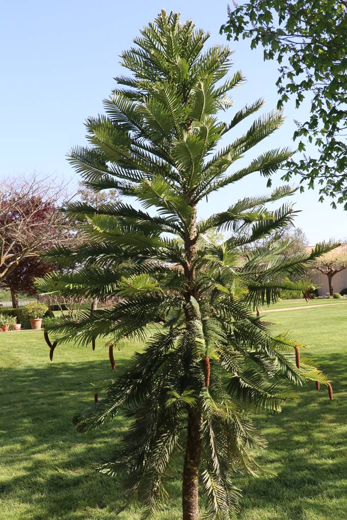 Wollemia nobilis