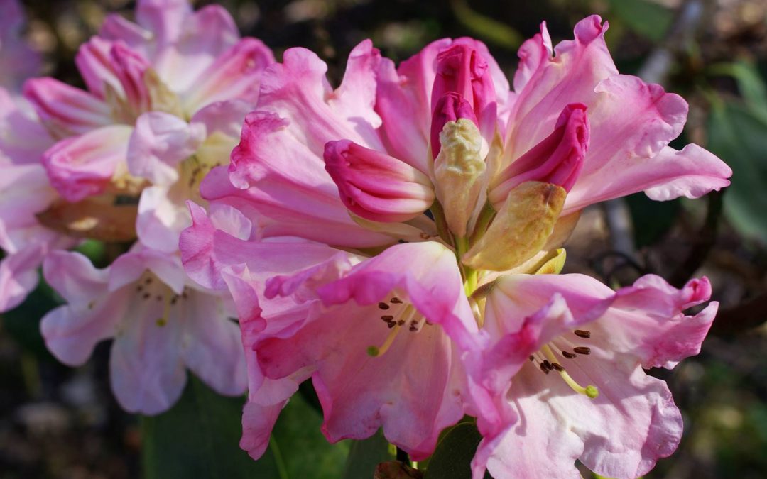 Lanhydrock, un jardin en Cornouailles