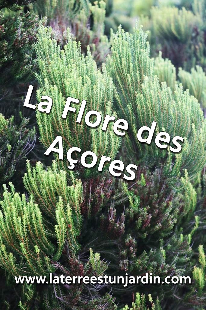 Flore des Açores