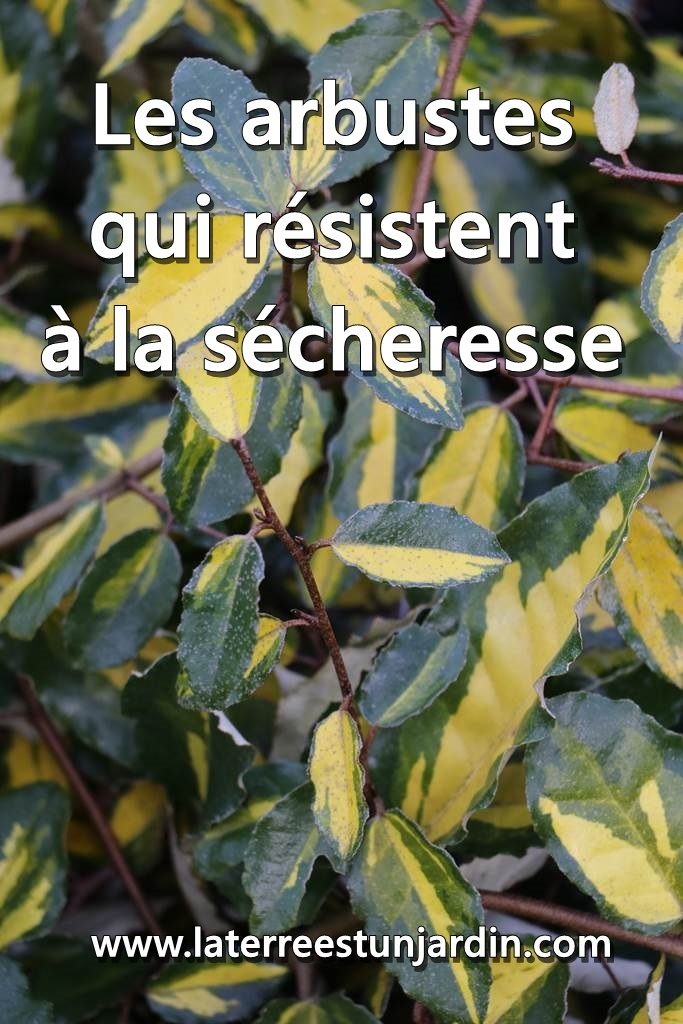 Arbustes sécheresse