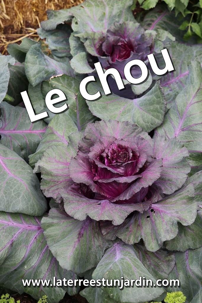 Le chou frisé ou pommé