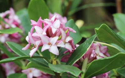 L&rsquo;éclat parfumé du daphné