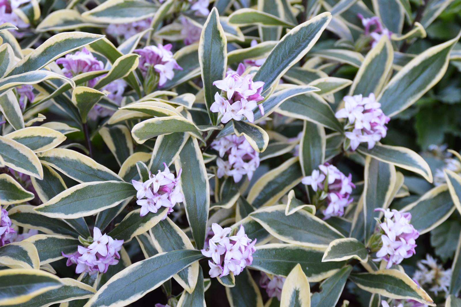 Daphne odora Marianni Rogbret