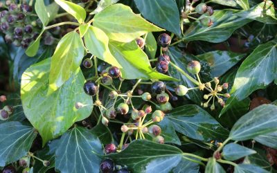 Plaidoyer pour le lierre