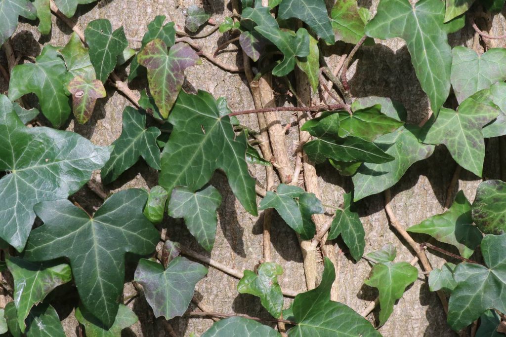 Lierre Hedera helix