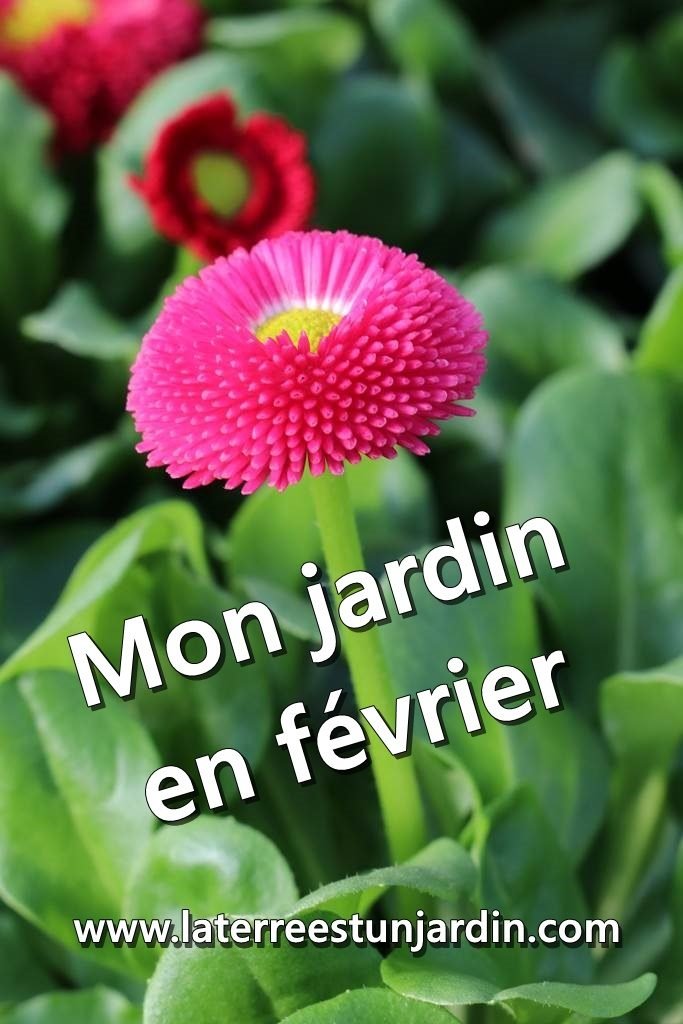 Mon jardin en février