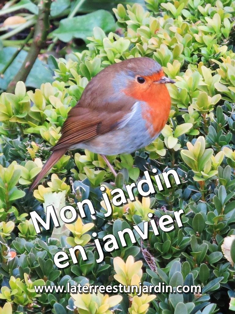 Mon jardin en janvier
