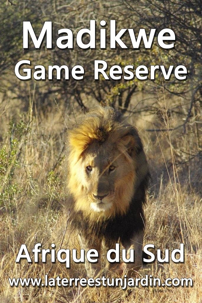 Madikwe Game Reserve