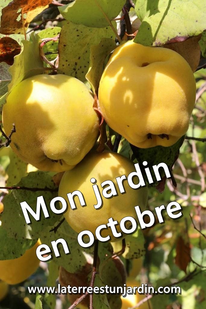 Mon jardin en octobre