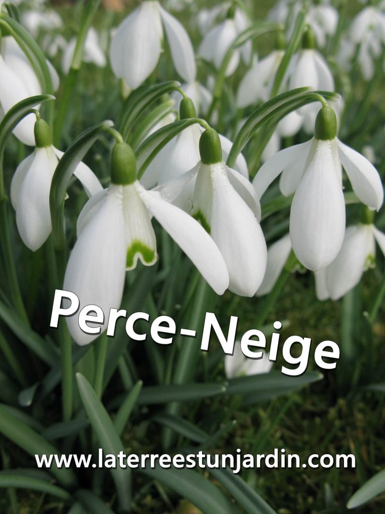 Perce-neige