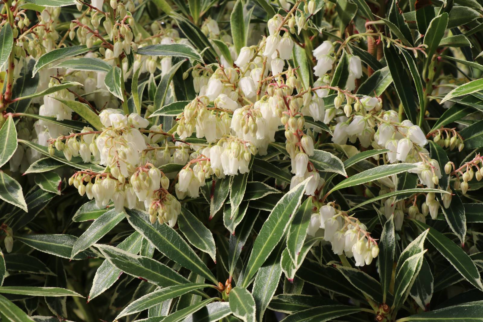Pieris japonica 'Flaming Silver'