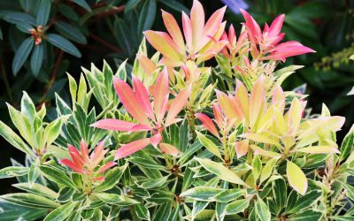 Pieris, un feuillage multicolore