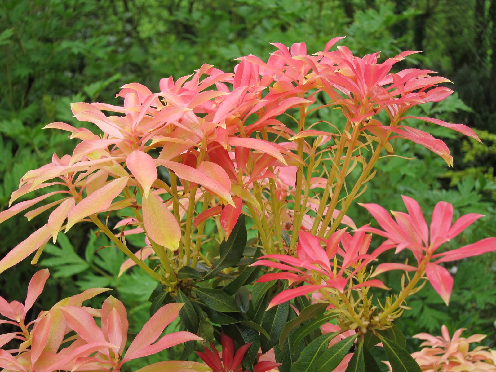 Pieris Forest Flame