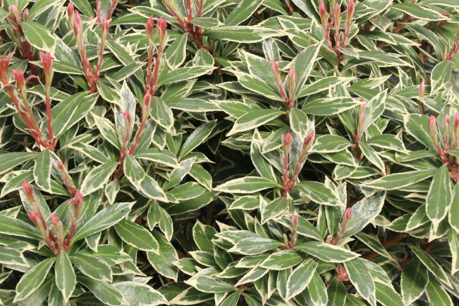 Pieris japonica Little Heath