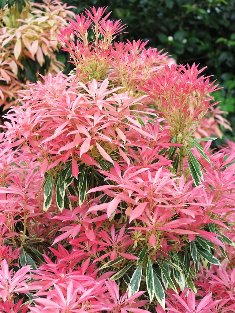 Pieris japonica Variegata