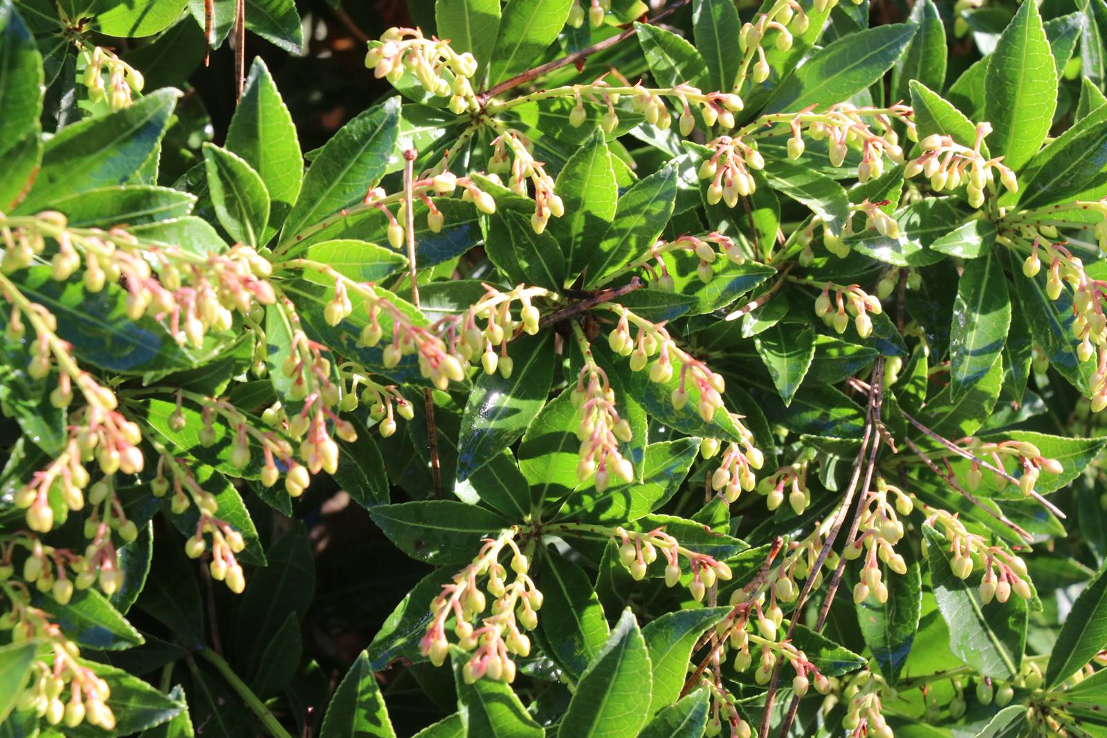 Pieris japonica Debutante