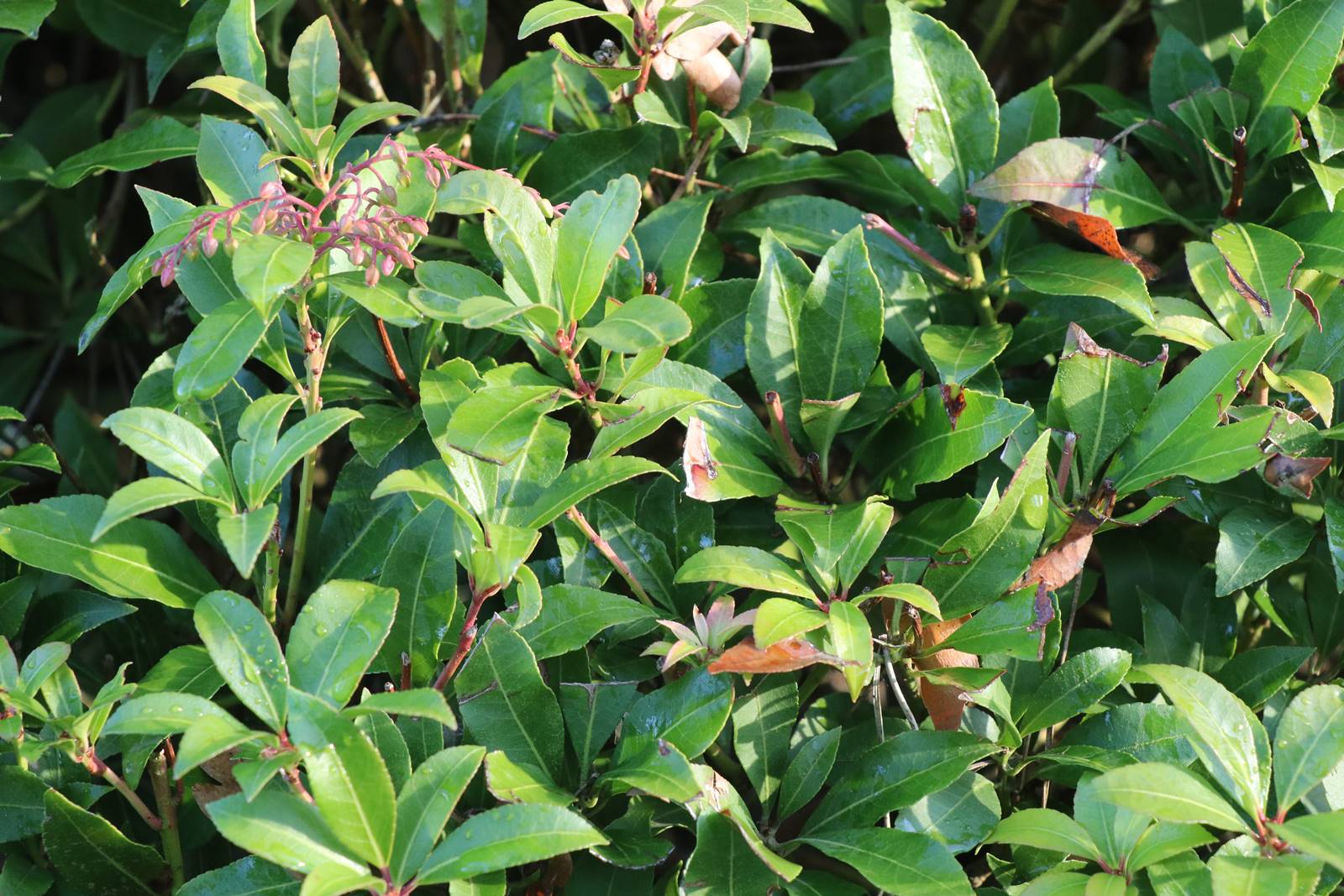 Pieris japonica 'Mountain Fire'