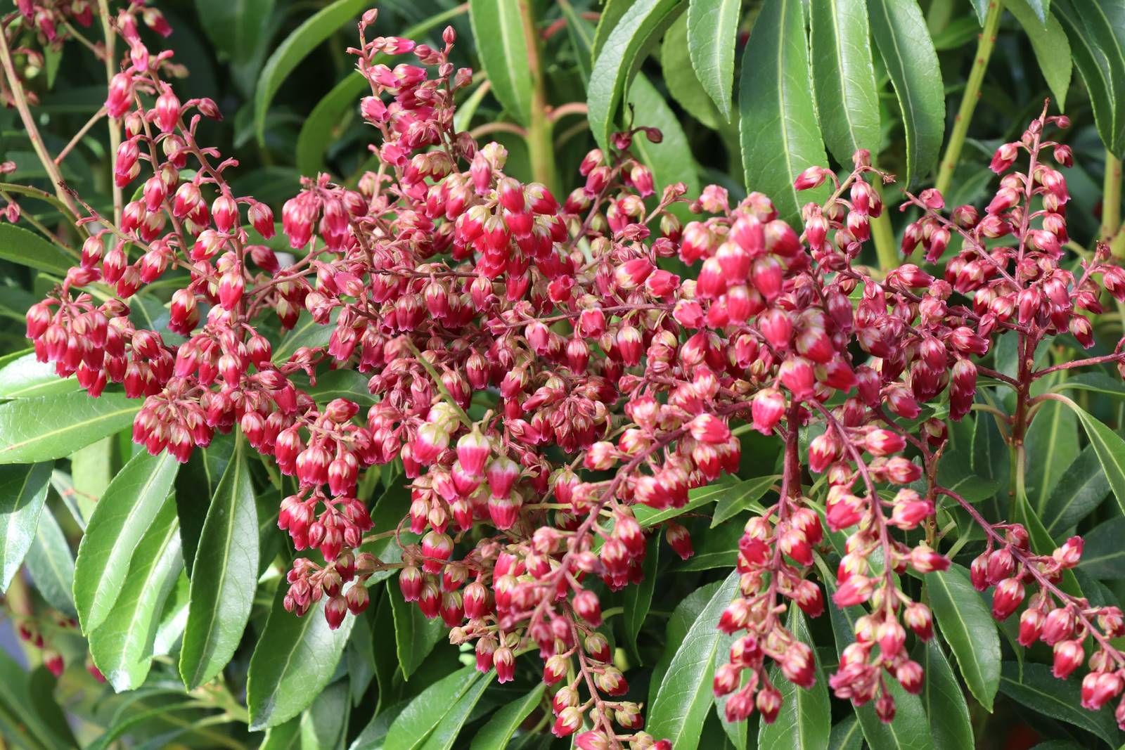 Pieris japonica Passion