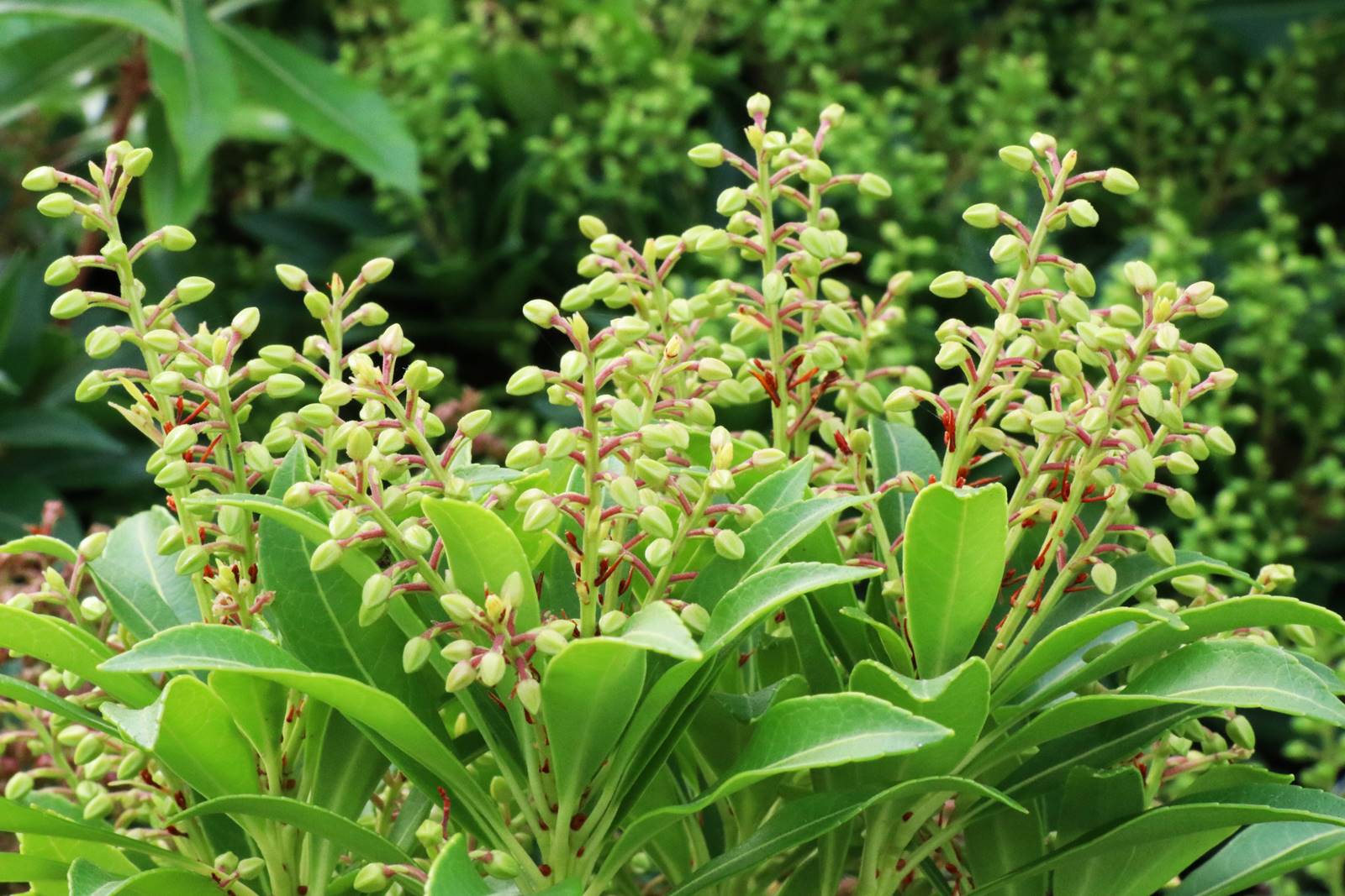 Pieris japonica Purity