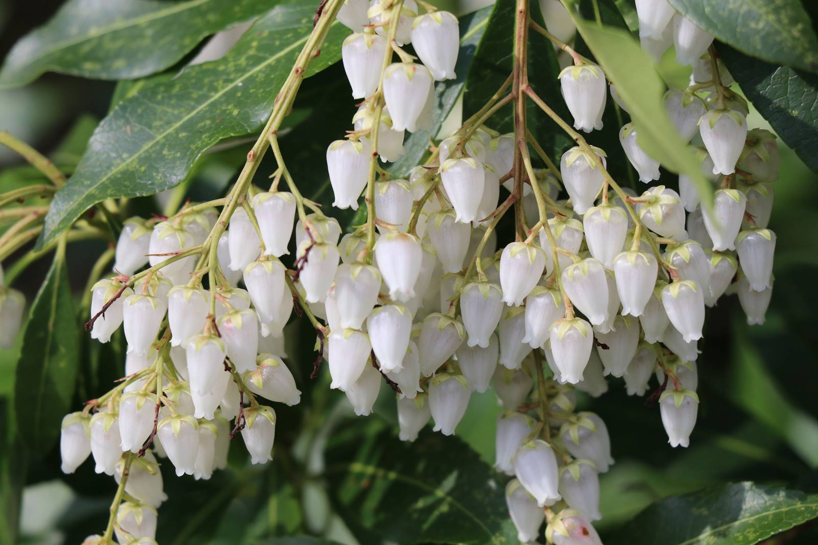 Pieris japonica Splendens