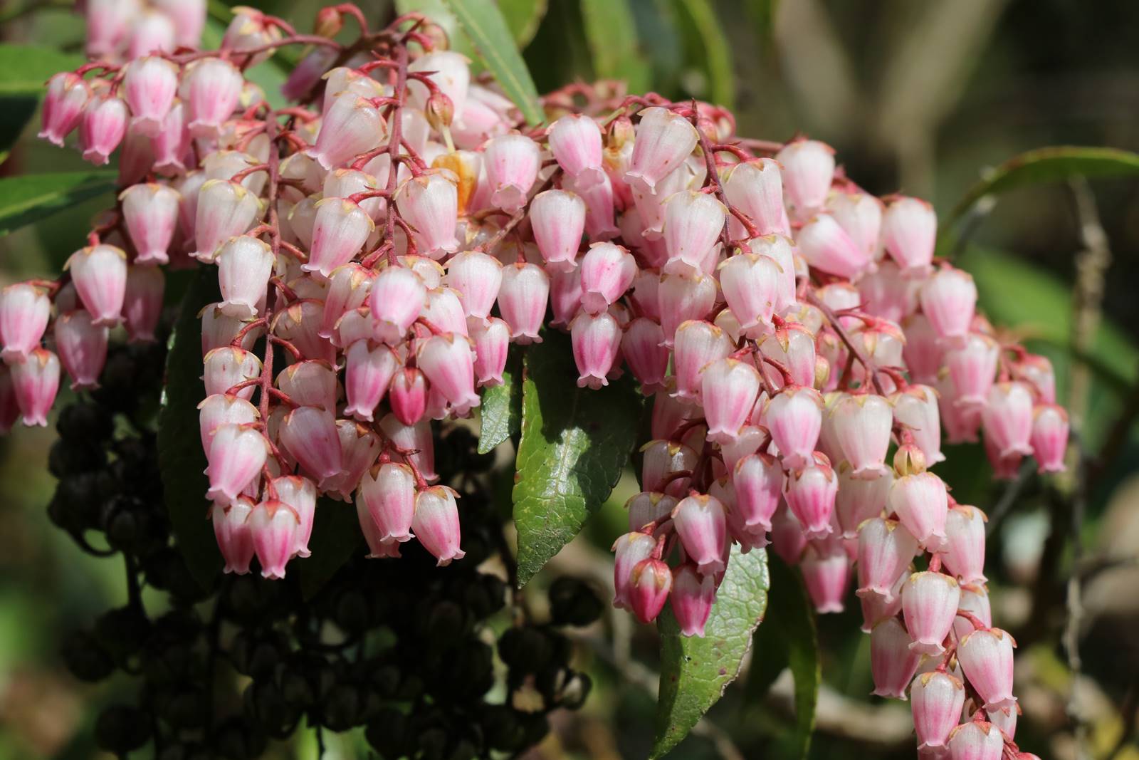 Pieris japonica Valley Rose