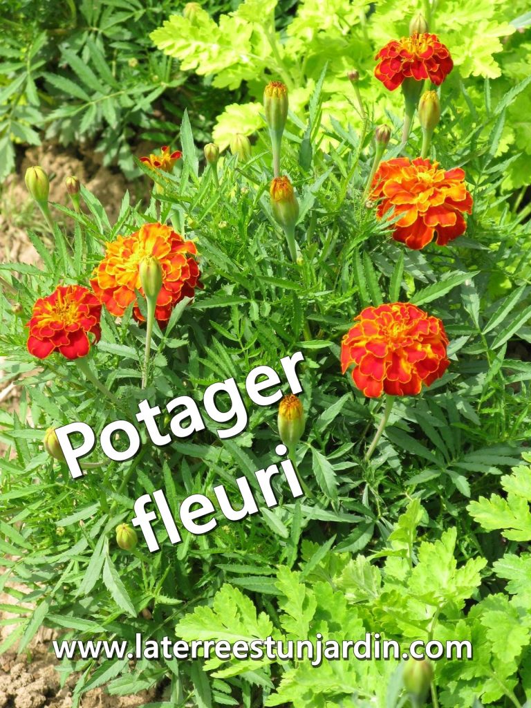 Potager fleuri