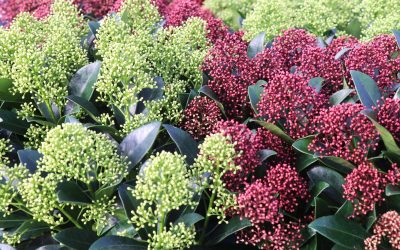 Skimmia, pour le jardin et la terrasse