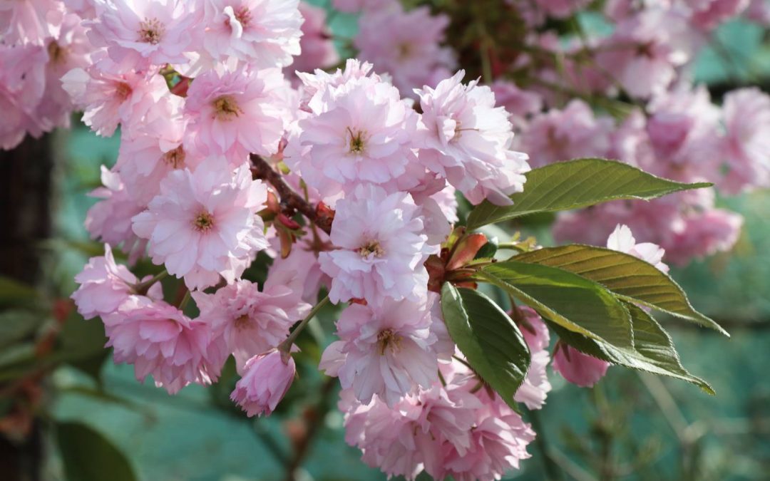 Avril Almanach du jardinier