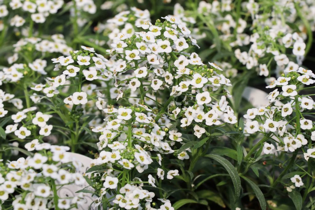 Alysse Lobularia