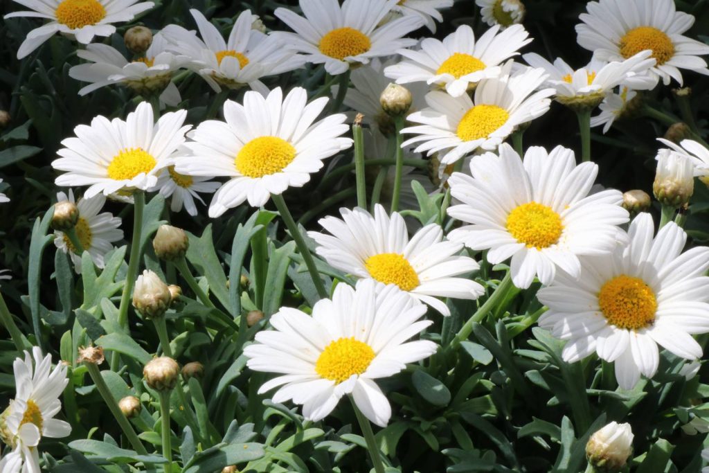 Anthemis
