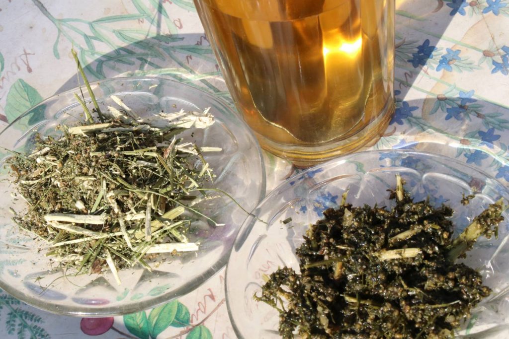 Artemisia annua tisane