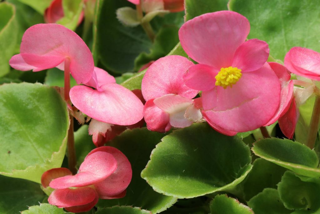 Begonia