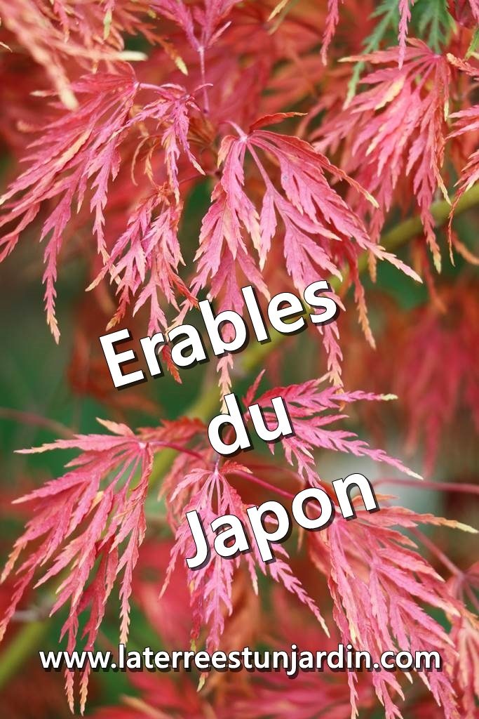 Erable du Japon