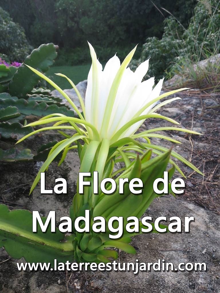 Flore de Madagascar