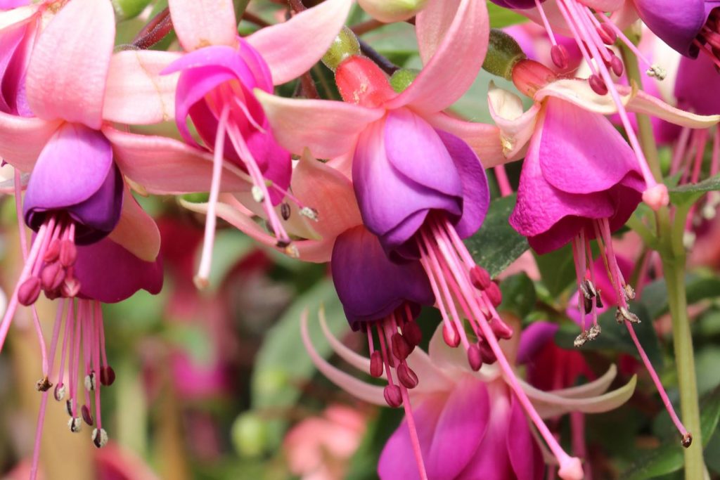 fuchsia