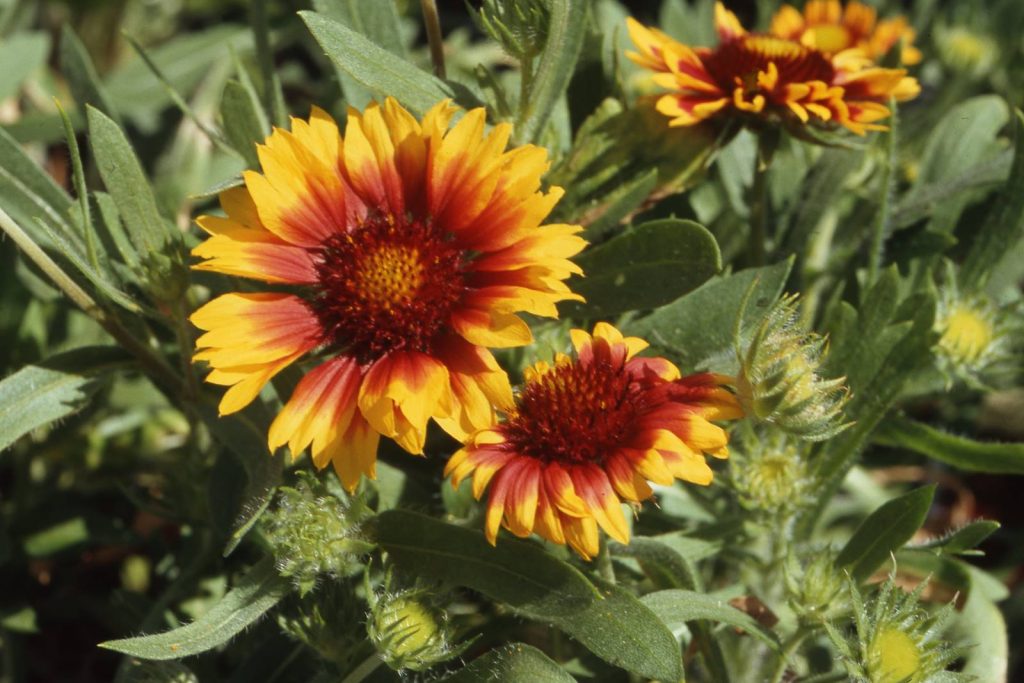 Gaillarde